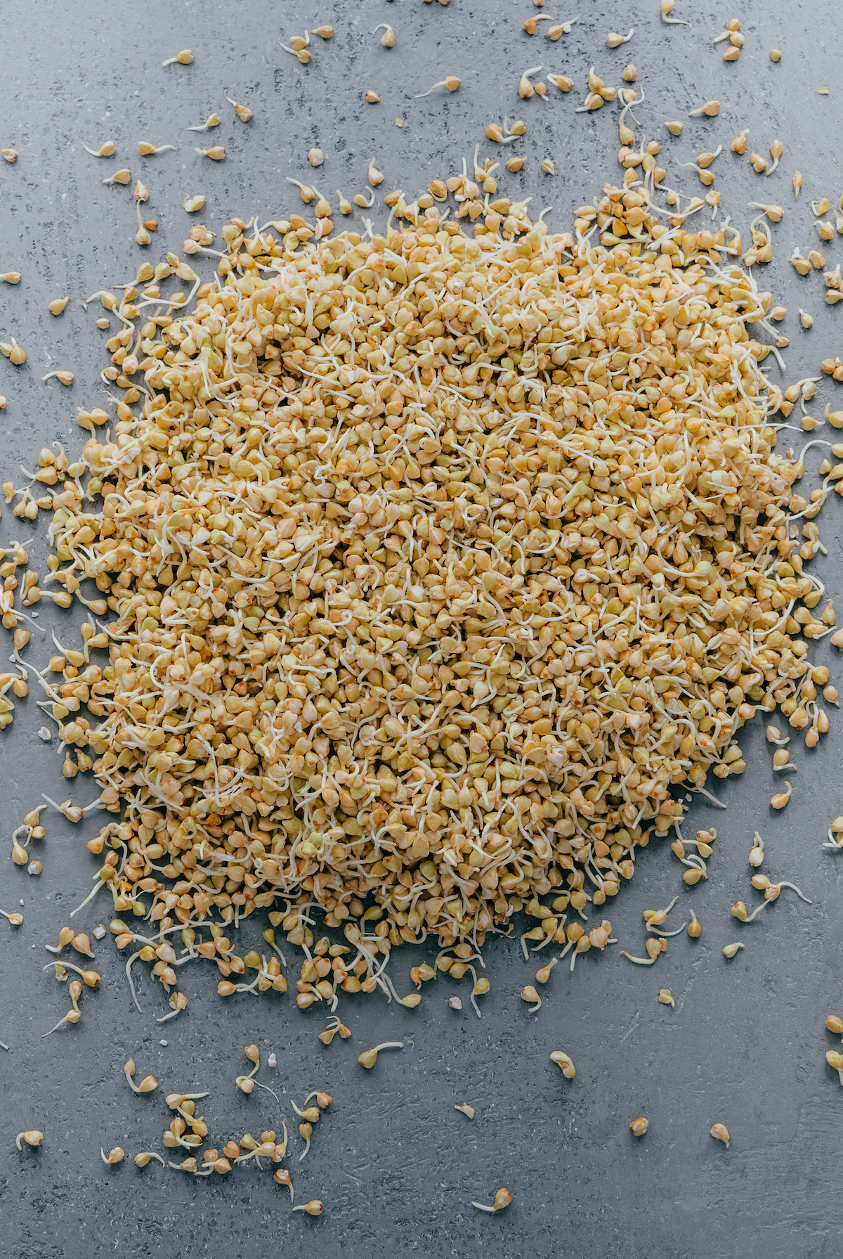 Pile of sprouted buckwheat groats on a grey background
